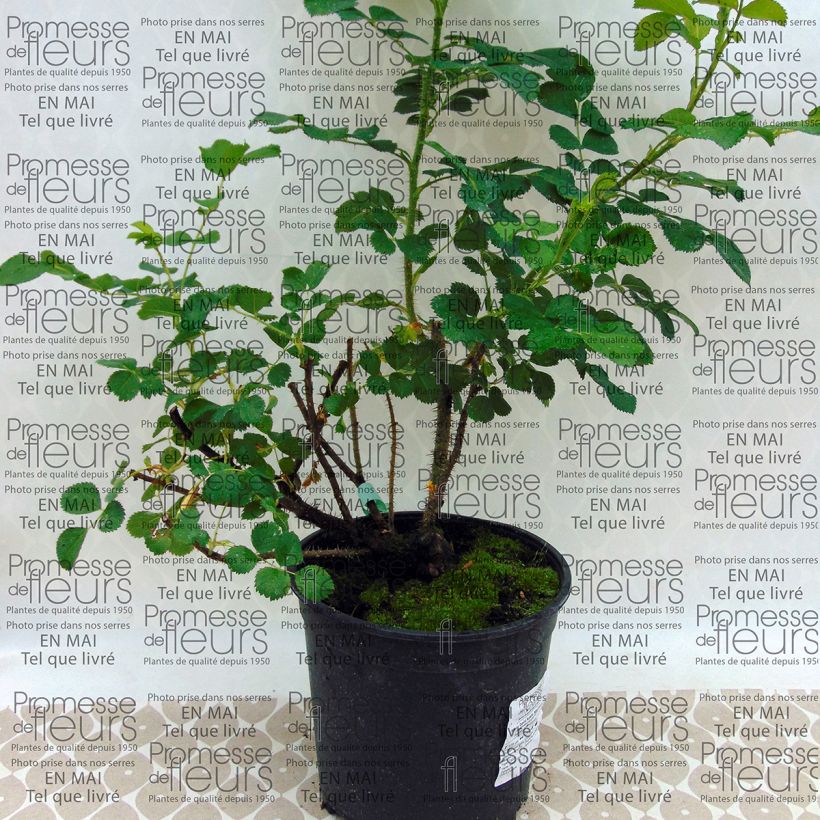 Example of Rosa Wild Edric - Apfelrose Topf mit 4L/5L as you get