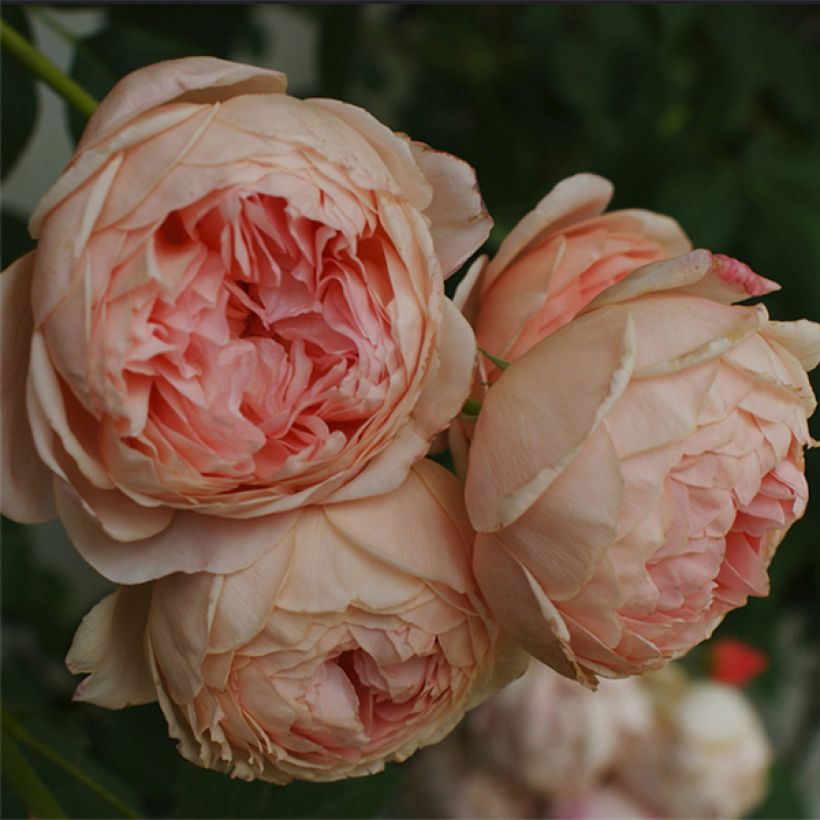 Rosa William Morris - Englische Rose (Flowering)