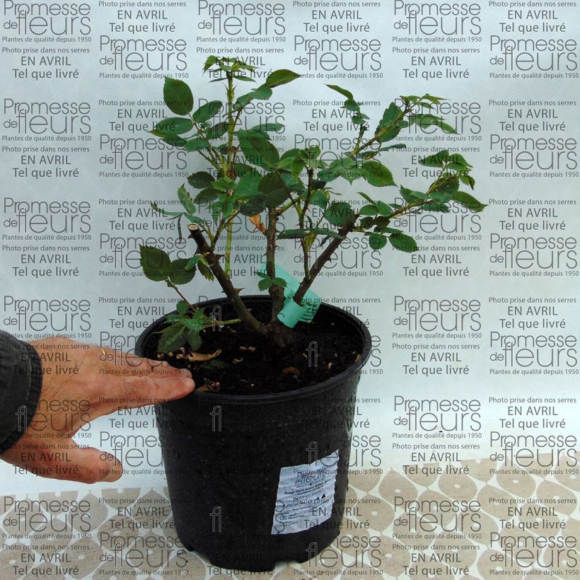 Example of Rosa William Morris - Englische Rose Topf mit 4L/5L as you get