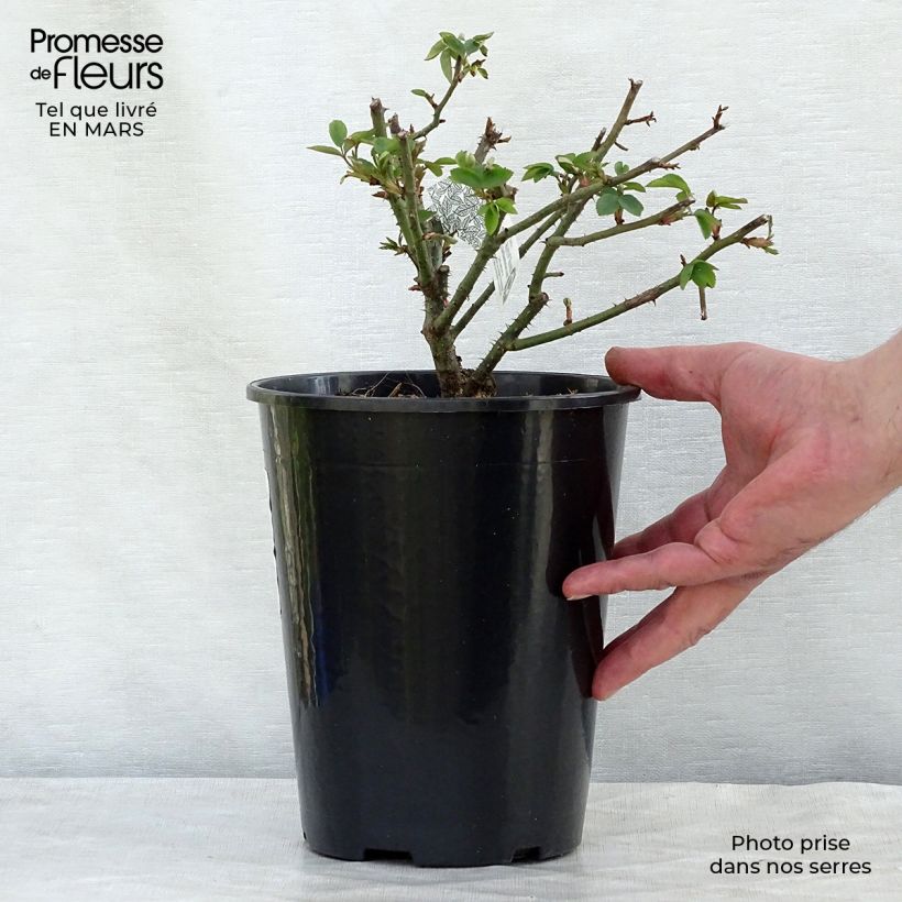 Example of Rosa Winchester Cathedral - Englische Rose Topf mit 4L/5L as you get in hiver