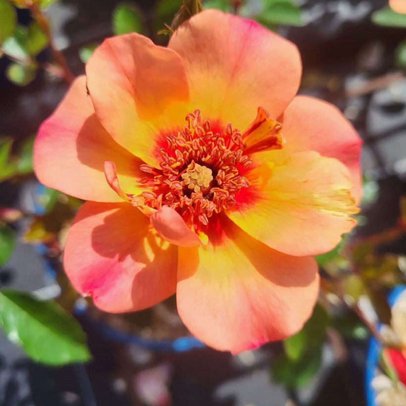 Rosa Decorosier Baia - Bodendecker-Rose (Flowering)