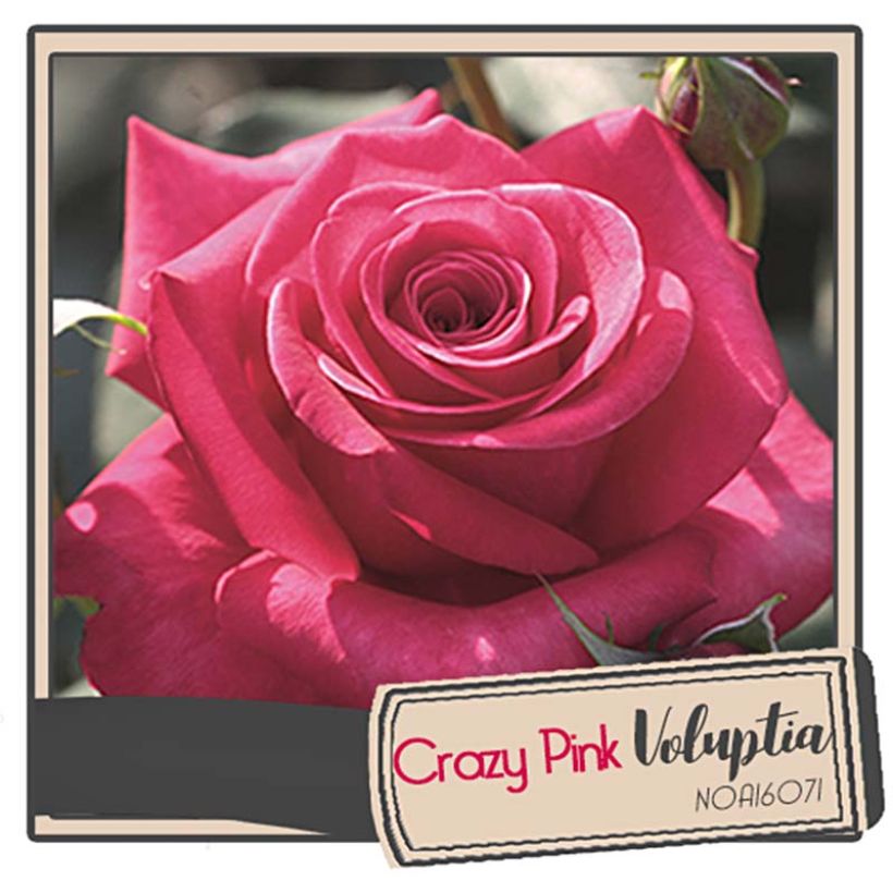 Rosa Crazy Pink Voluptia - Bodendecker-Rose (Flowering)