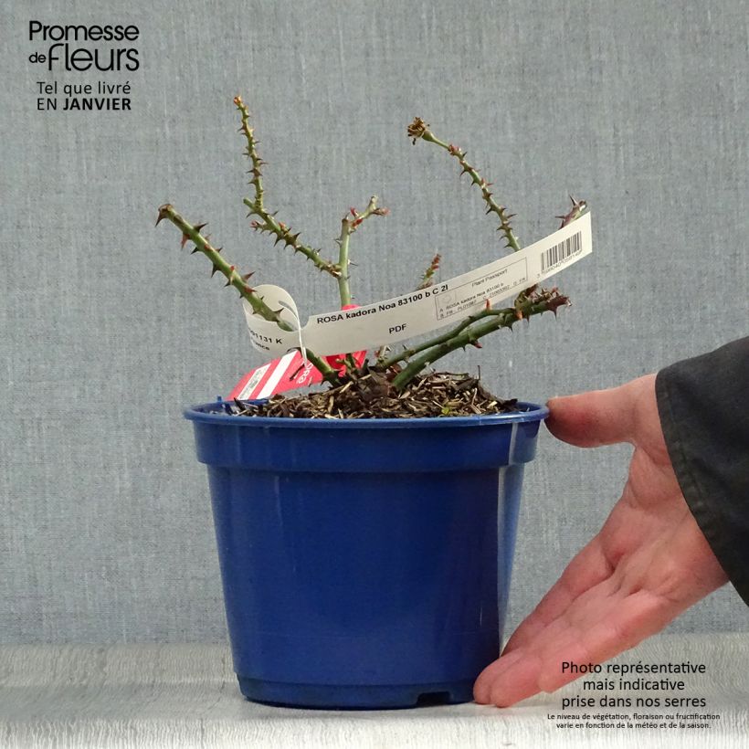 Exemplar von Rosa Kadora - Bodendecker-Rose Topf mit 2L/3L wie im Winter geliefert