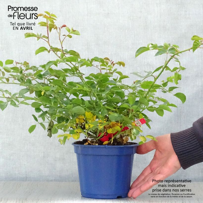 Exemplar von Rosa Kadora - Bodendecker-Rose Topf mit 2L/3L wie im Frühjahr geliefert