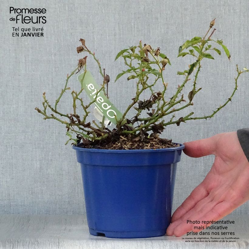 Exemplar von Rosa Schneeflocke (Opalia) - Rambler-Rose Topf mit 2L/3L wie im Winter geliefert