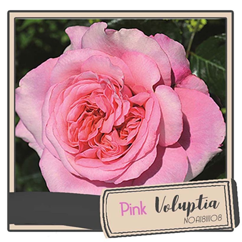 Rosa Pink Voluptia - Bodendecker-Rose (Flowering)