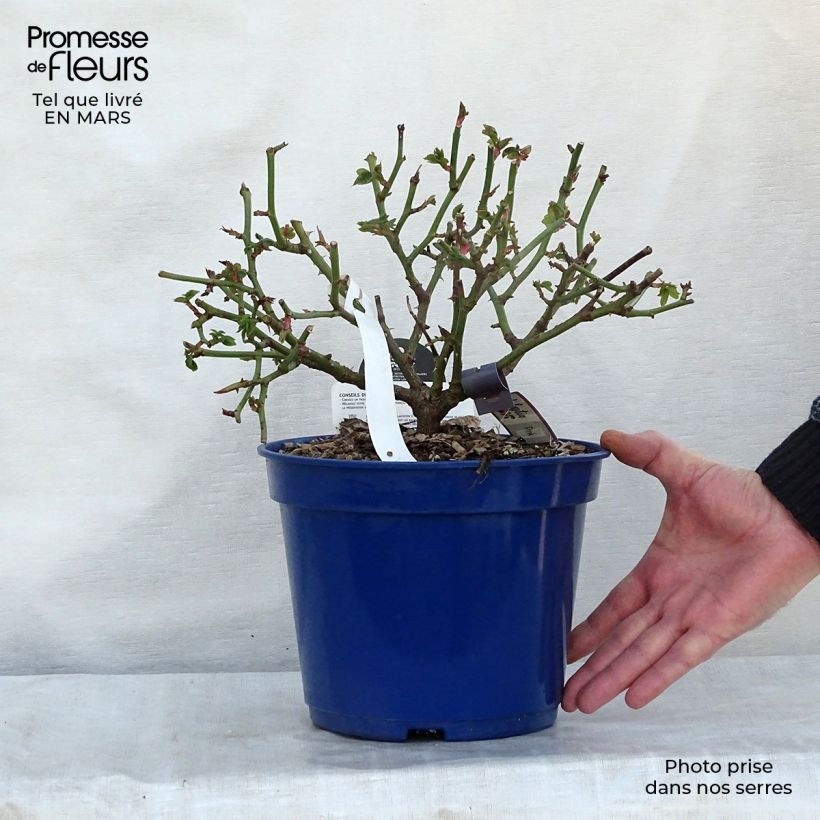 Exemplar von Rosa Pink Voluptia - Bodendecker-Rose Topf mit 2L/3L wie im Frühjahr geliefert