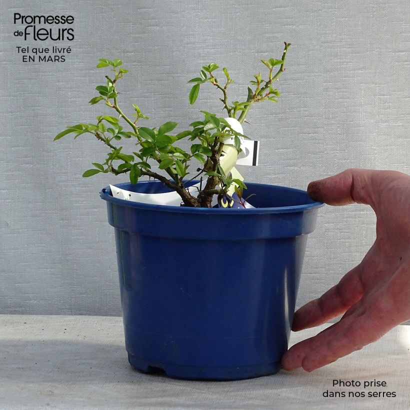 Exemplar von Rosa Suneva - Bodendecker-Rose Topf mit 2L/3L wie im Frühjahr geliefert