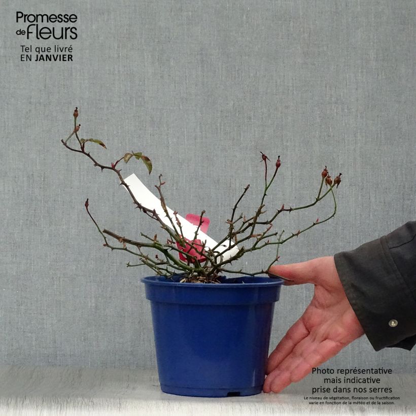 Exemplar von Rosa Vesuvia - Bodendecker-Rose Topf mit 2L/3L wie im Winter geliefert