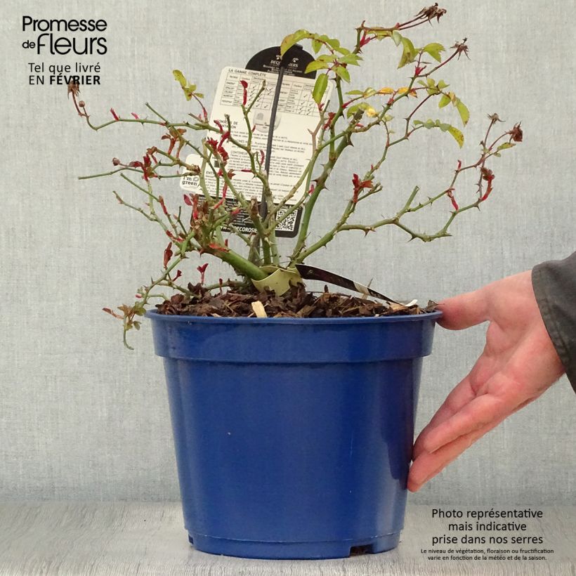 Exemplar von Rosa Vesuvia - Bodendecker-Rose Topf mit 4L/5L wie im Winter geliefert