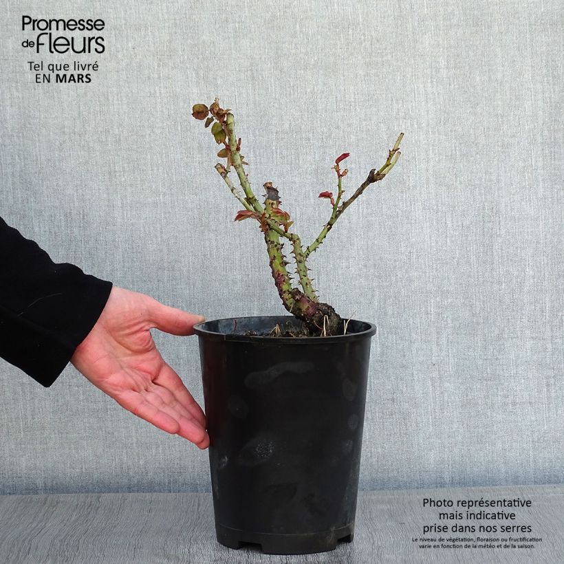 Exemplar von Rosa Dominica Intercomdoor - Moderne Hybrid-Rose Topf mit 4L/5L wie im Winter geliefert