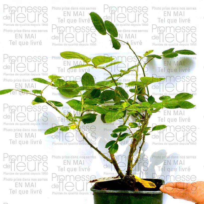 Example of Rosa Eliza - Edelrose Topf mit 4L/5L as you get