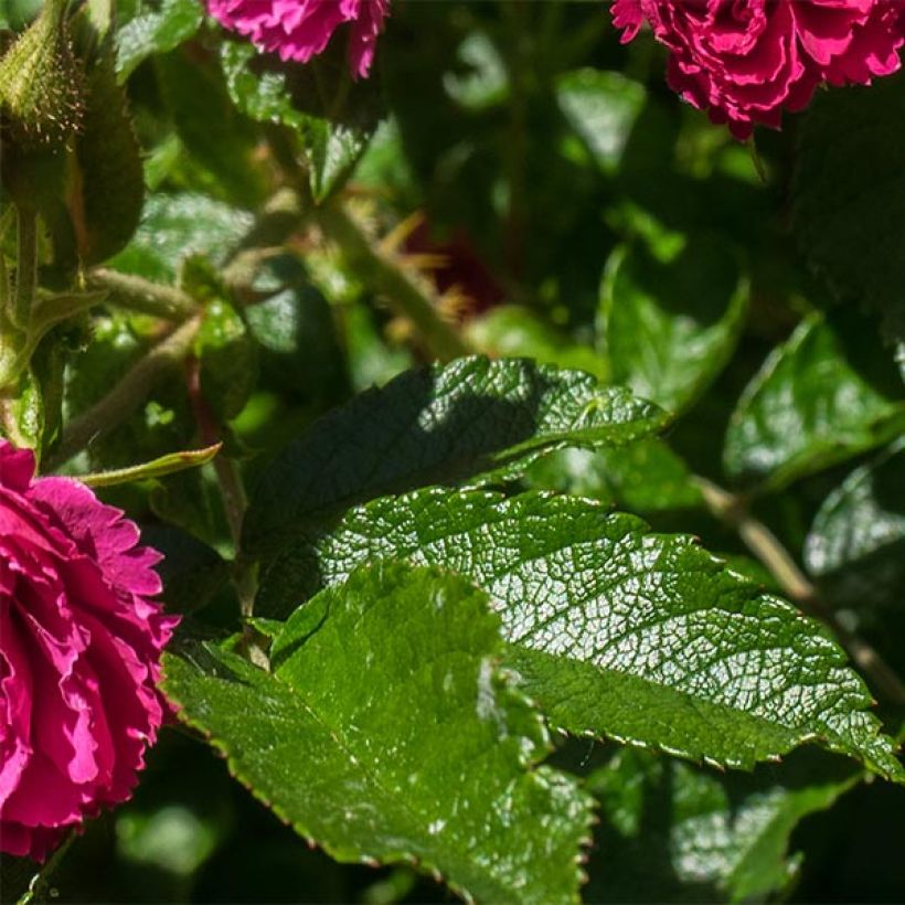 Rosa rugosa F.J Grootendorst - Apfelrose (Foliage)