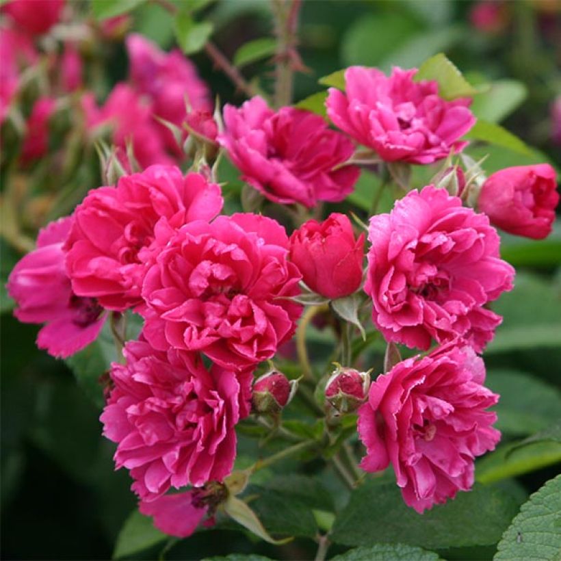 Rosa rugosa F.J Grootendorst - Apfelrose (Flowering)