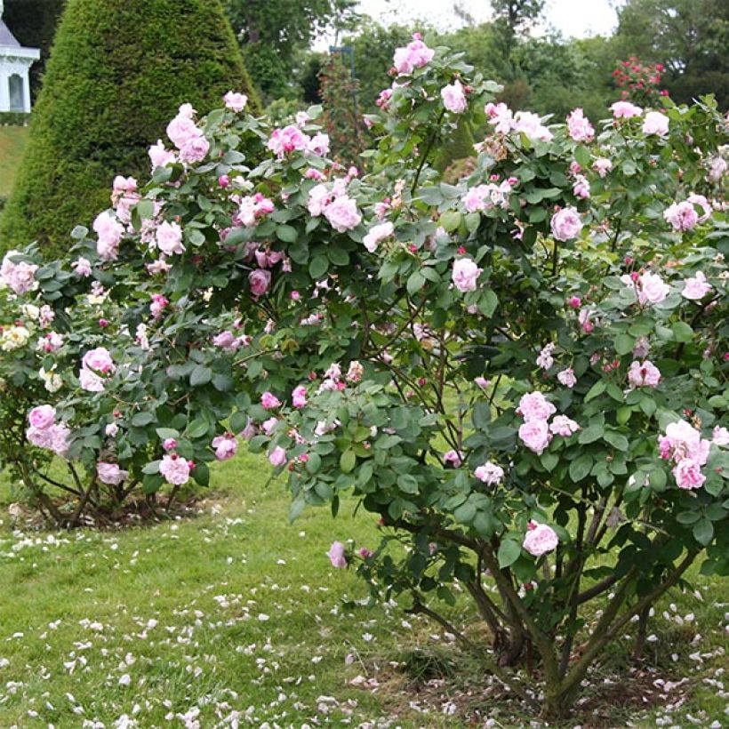 Rosa centifolia Fantin Latour - Zentifolie Rose (Plant habit)
