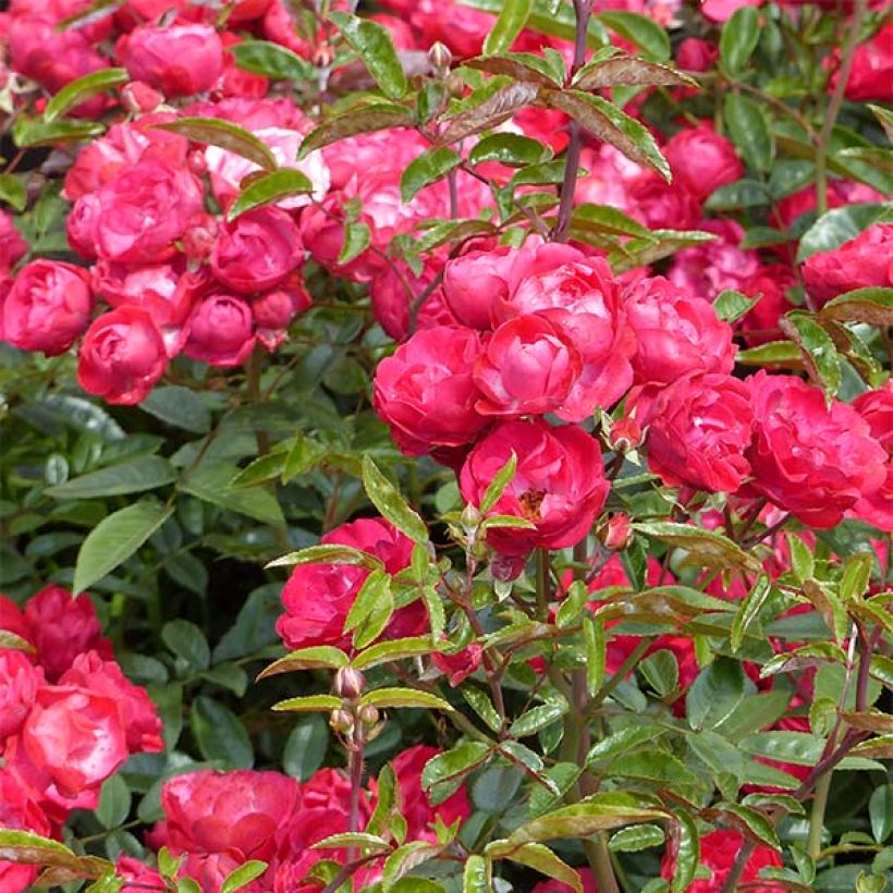 Rosa polyantha Rood Moorsdag - Zwerg-Parkrose (Flowering)