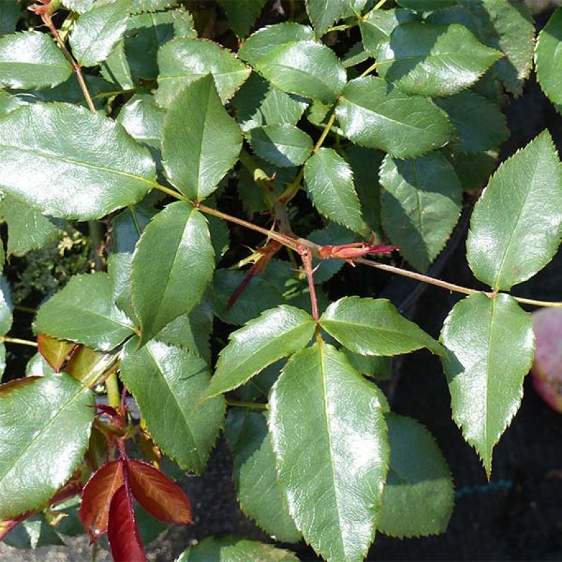 Rosa Fragrant Delight - Beetrose (Foliage)