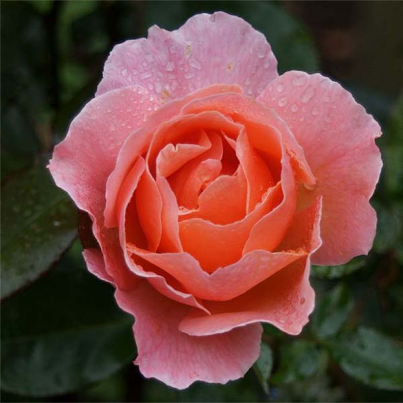 Rosa Fragrant Delight - Beetrose (Flowering)