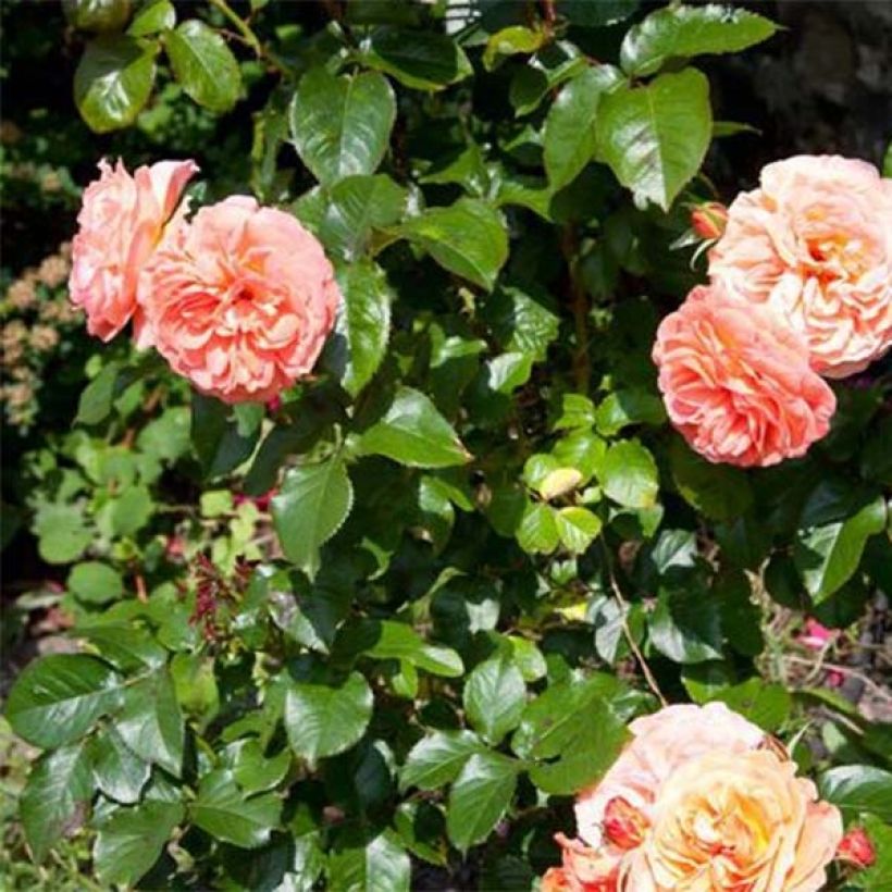Rosa François Mauriac - Beetrose (Foliage)