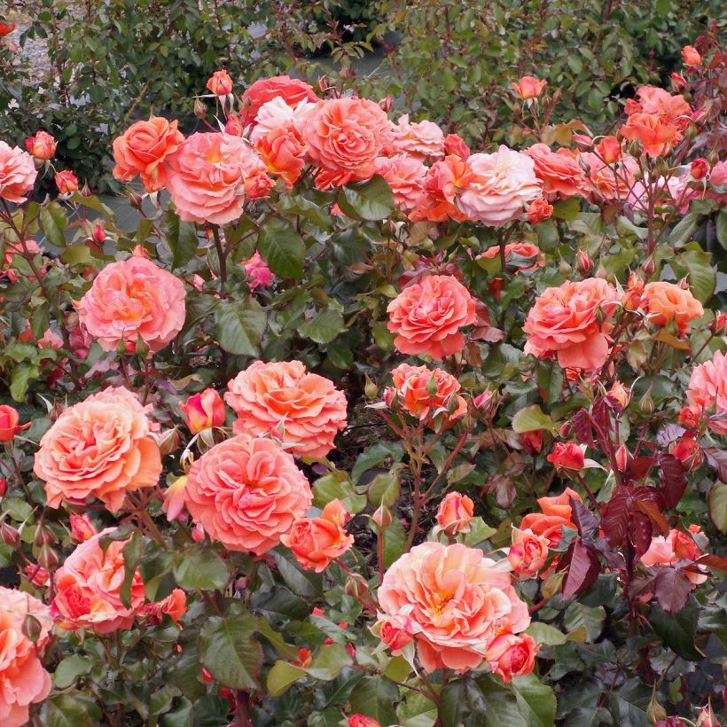 Rosa François Mauriac - Beetrose (Plant habit)