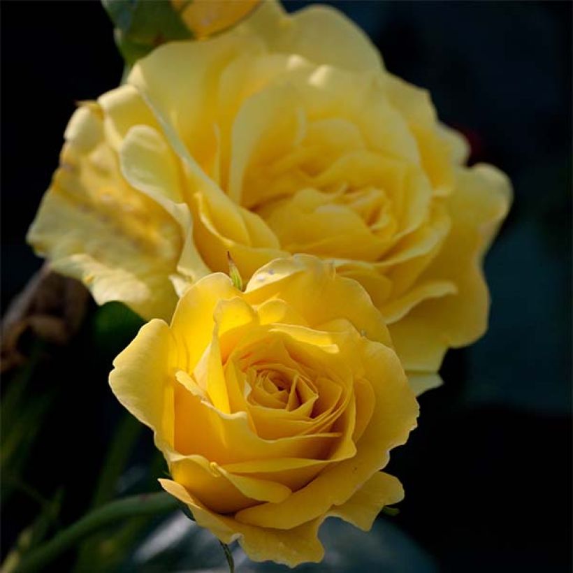Rosa Friesia - Beetrose (Flowering)