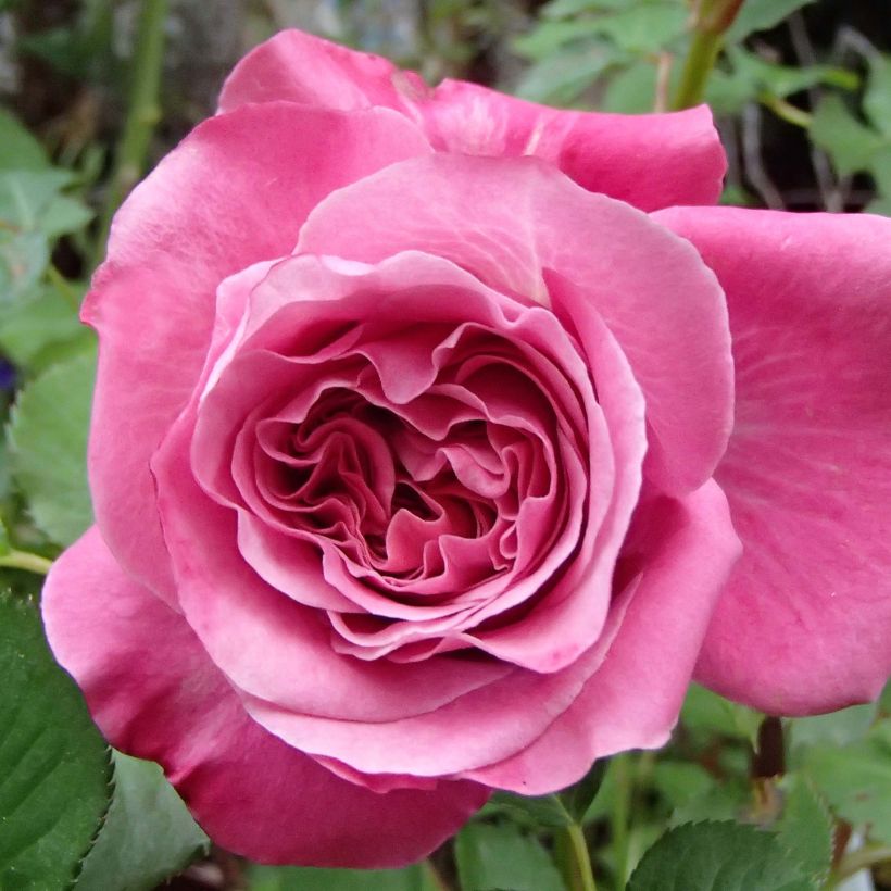 Rosa Generosa Agnès Schilliger - Guillot Rose (Flowering)