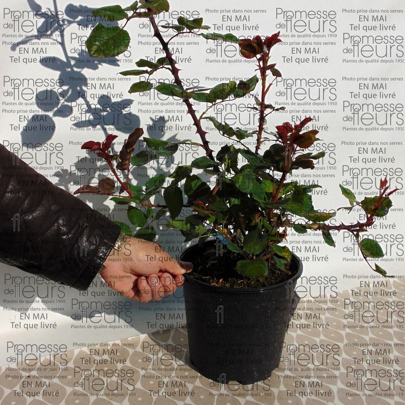 Example of Rosa Generosa Amandine Chanel - Guillot Rose Topf mit 4L/5L as you get