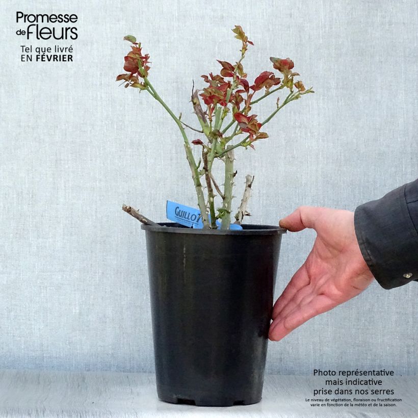 Exemplar von Rosa Generosa Bicentenaire de Guillot - Guillot Rose Topf mit 4L/5L wie im Winter geliefert