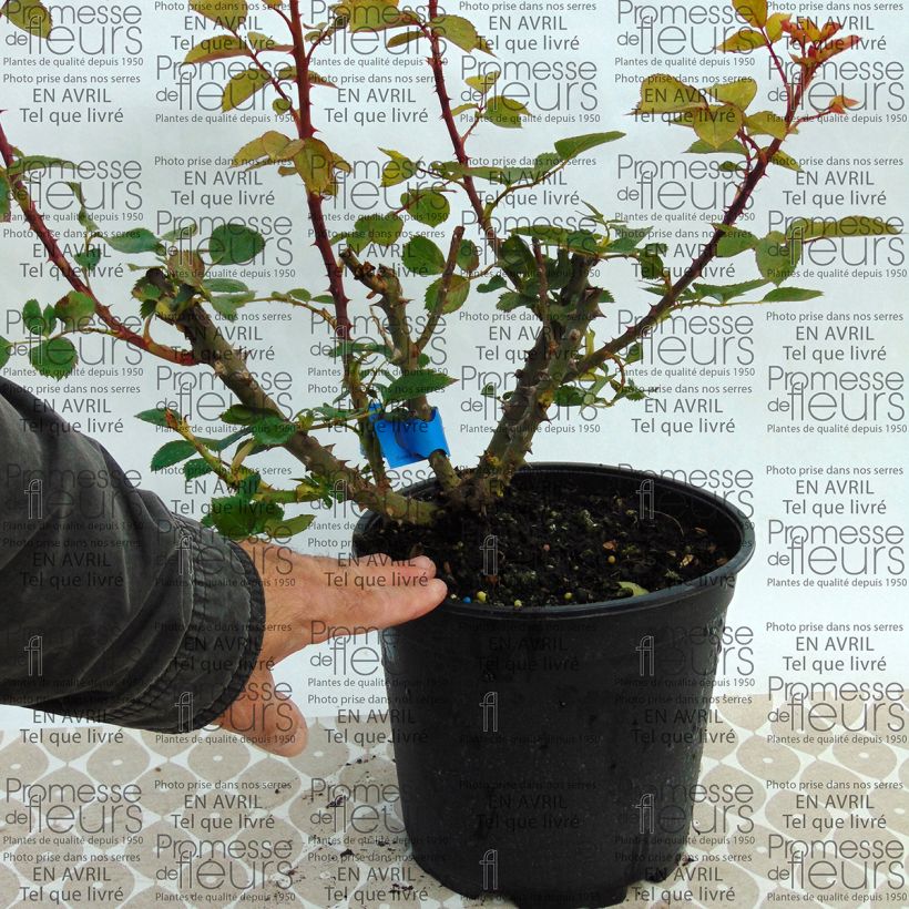 Example of Rosa Generosa Bruno Perpoint - Guillot Rose Topf mit 4L/5L as you get