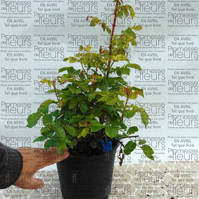 Example of Rosa Generosa Chantal Mérieux - Guillot Rose Topf mit 4L/5L as you get