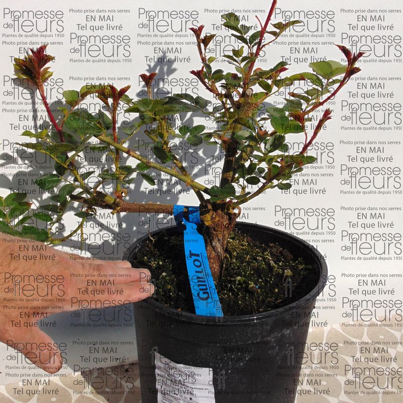 Example of Rosa Generosa Chantal Thomass - Guillot Rose Topf mit 4L/5L as you get