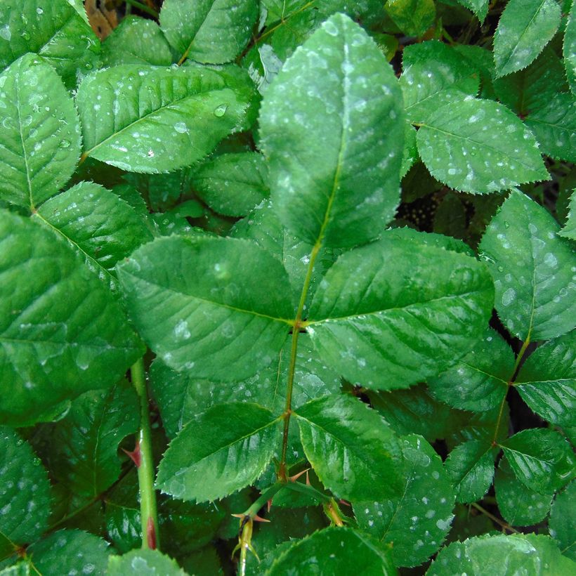 Rosa Generosa Elodie Gossuin - Guillot Rose (Foliage)