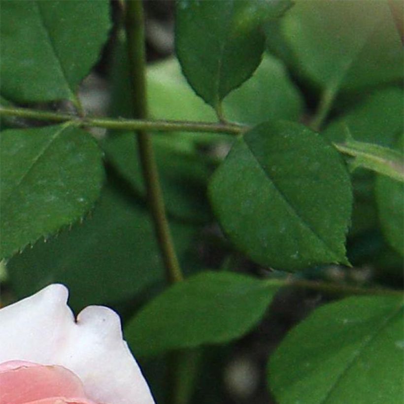 Rosa Generosa Festival des Jardins de Chaumont - Guillot Rose (Foliage)
