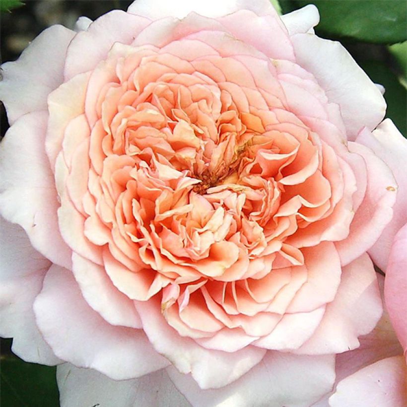 Rosa Generosa Festival des Jardins de Chaumont - Guillot Rose (Flowering)