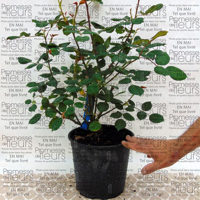 Example of Rosa Generosa Festival des Jardins de Chaumont - Guillot Rose Topf mit 4L/5L as you get