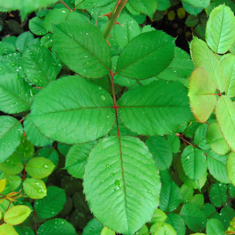 Rosa Generosa Guy Darmet - Guillot Rose (Foliage)