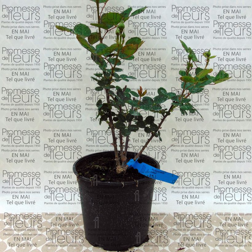 Example of Rosa Generosa Guy Darmet - Guillot Rose Topf mit 4L/5L as you get