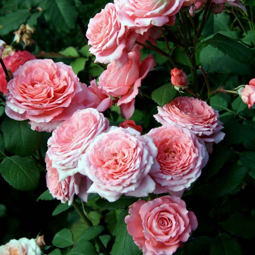 Rosa Generosa Institut Lumière - Guillot Rose (Flowering)