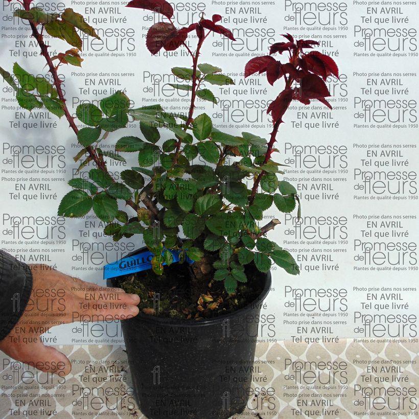 Example of Rosa Generosa L'Ami des Jardins - Guillot Rose Topf mit 4L/5L as you get