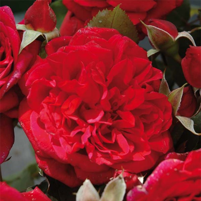 Rosa Generosa L'Ami des Jardins - Guillot Rose (Flowering)