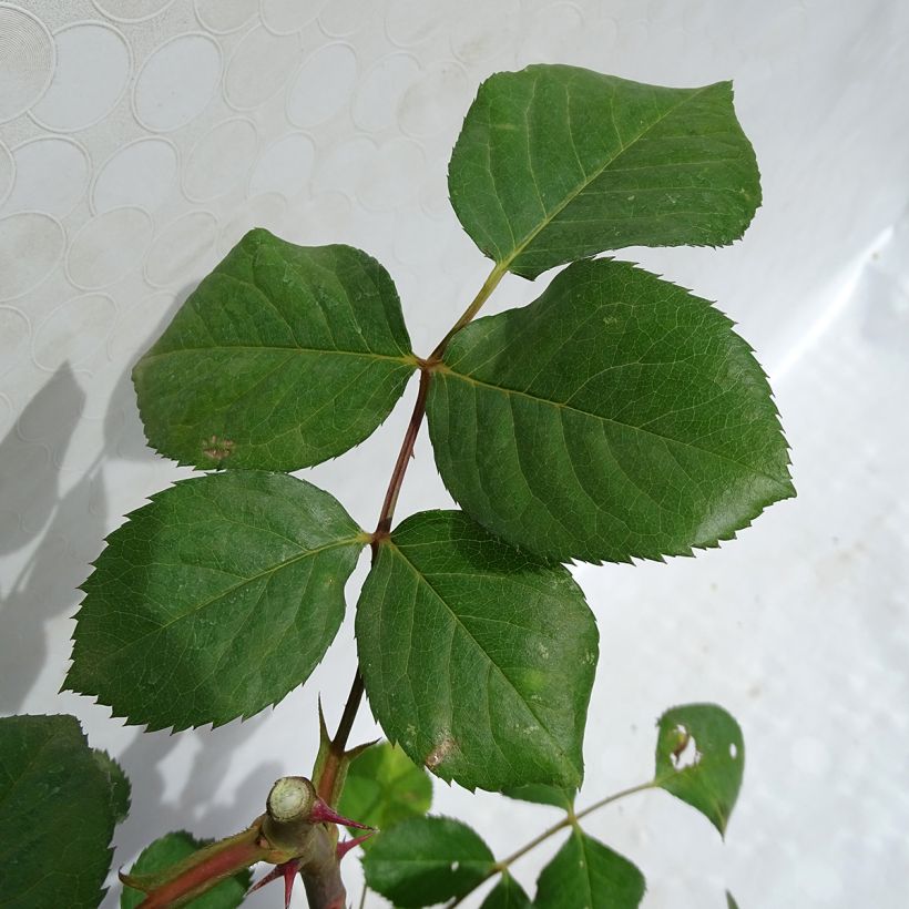 Rosa Generosa Laurent Cabrol - Guillot Rose (Foliage)