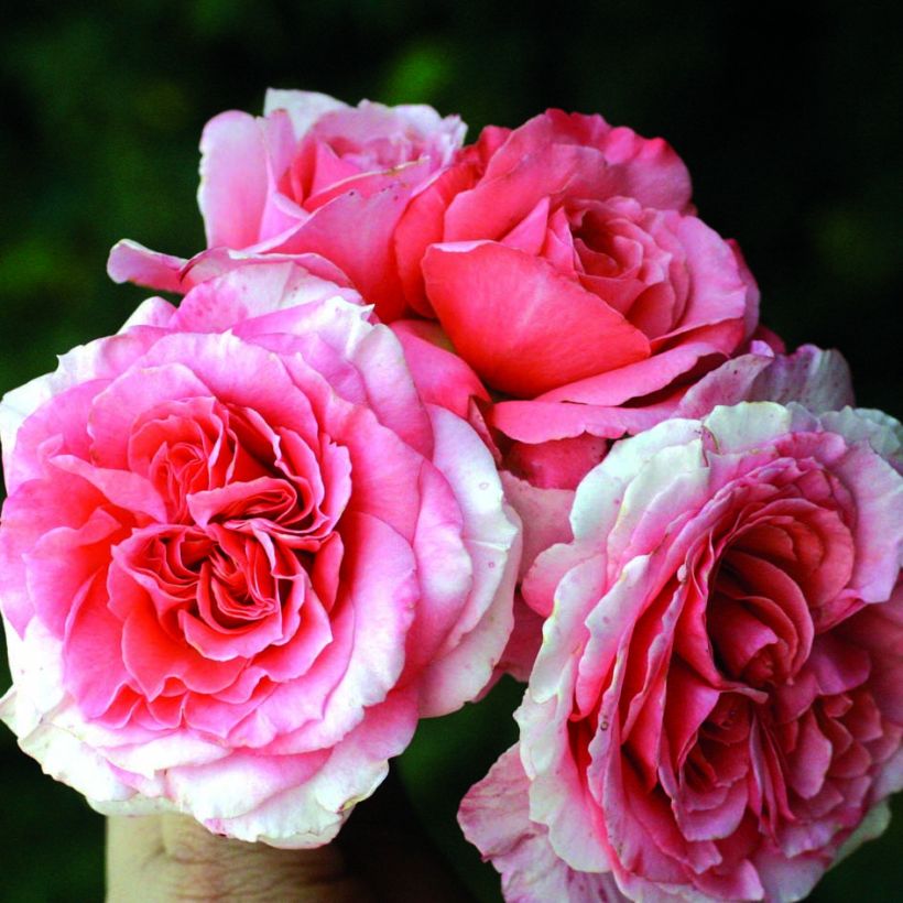 Rosa Generosa Laurent Cabrol - Guillot Rose (Flowering)