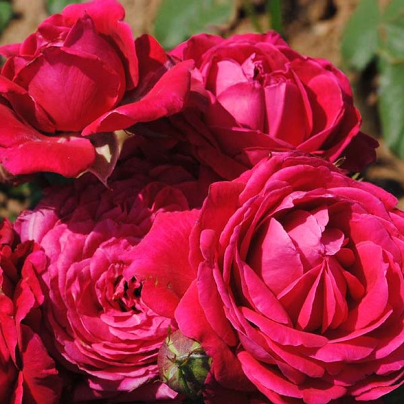 Rosa Generosa Michel Jonasz - Guillot Rose (Flowering)