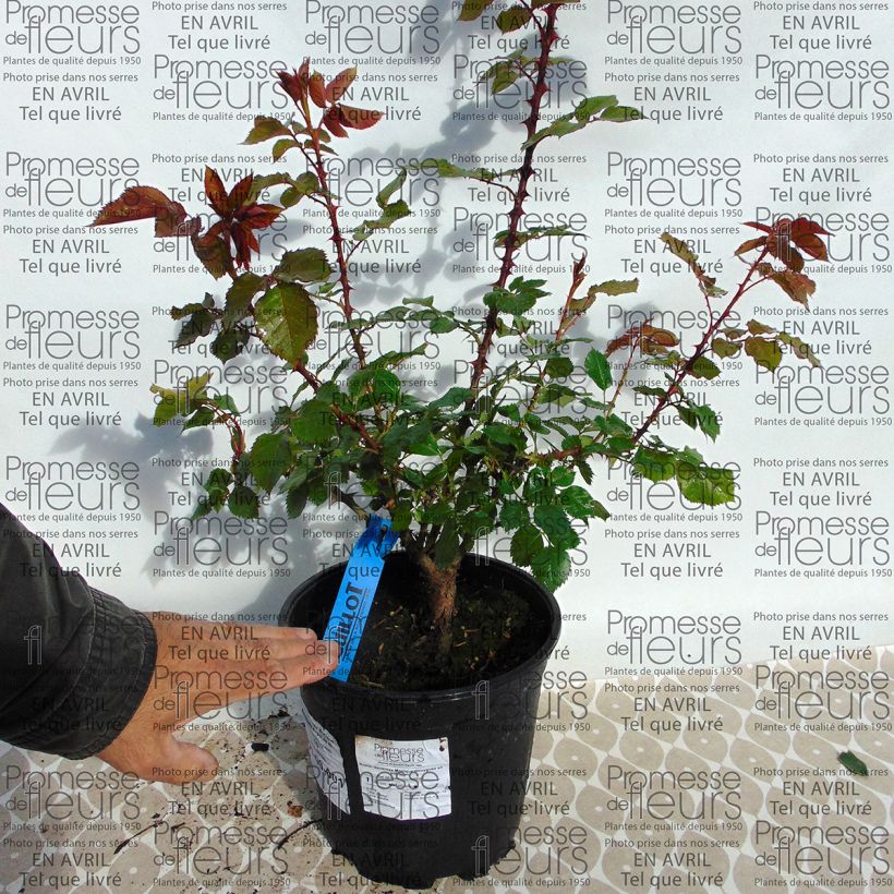 Example of Rosa Generosa Monique Bouygues - Guillot Rose Topf mit 4L/5L as you get