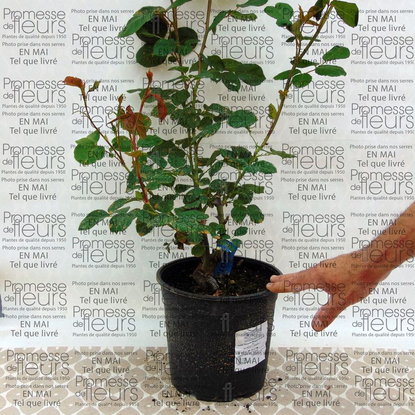 Example of Rosa Generosa Morabito - Guillot Rose Topf mit 4L/5L as you get