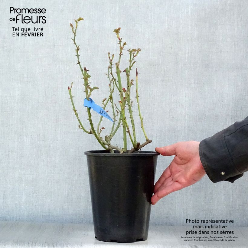 Exemplar von Rosa Generosa Nelson Monfort - Guillot Rose Topf mit 4L/5L wie im Winter geliefert