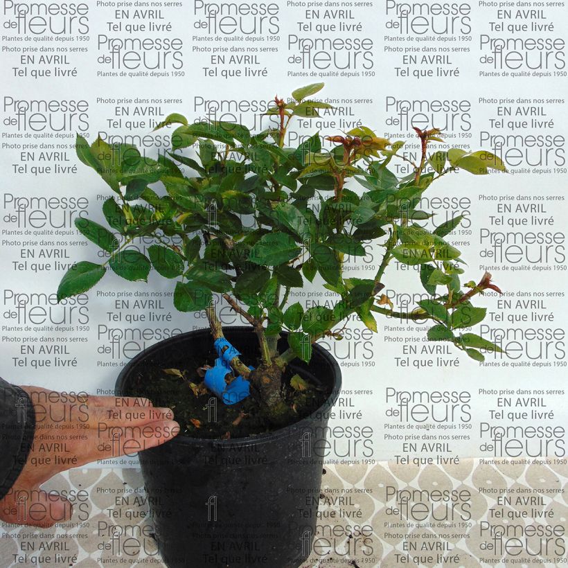 Example of Rosa Generosa Nicole Mioulane - Guillot Rose Topf mit 4L/5L as you get