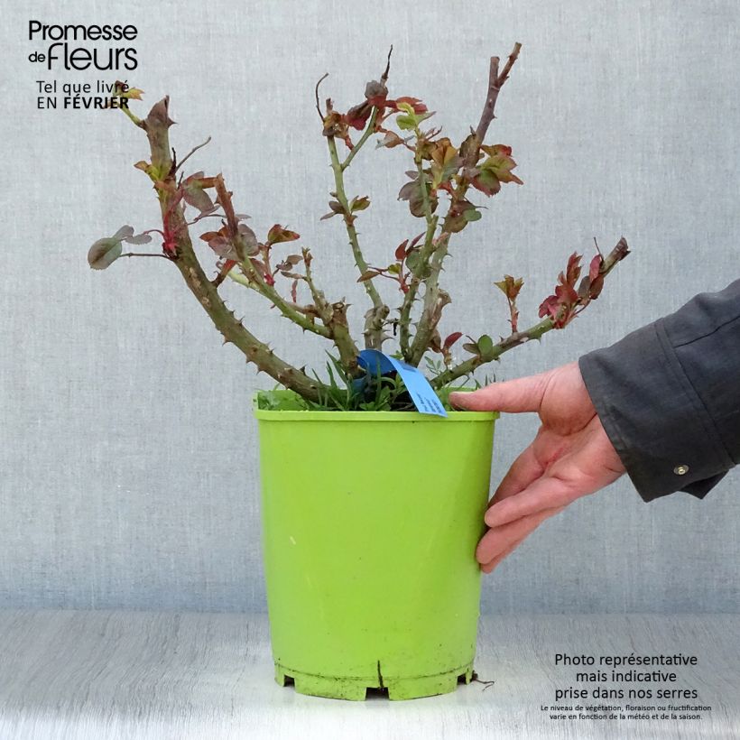 Exemplar von Rosa Generosa Paul Bocuse - Guillot Rose Topf mit 4L/5L wie im Winter geliefert