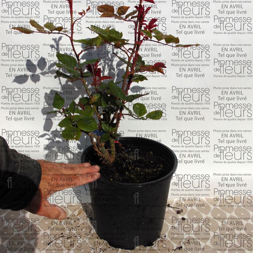 Example of Rosa Generosa Prix PJ Redouté - Guillot Rose Topf mit 4L/5L as you get