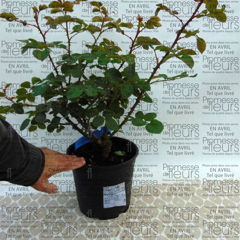 Example of Rosa Generosa Rosomane Janon - Guillot Rose Topf mit 4L/5L as you get